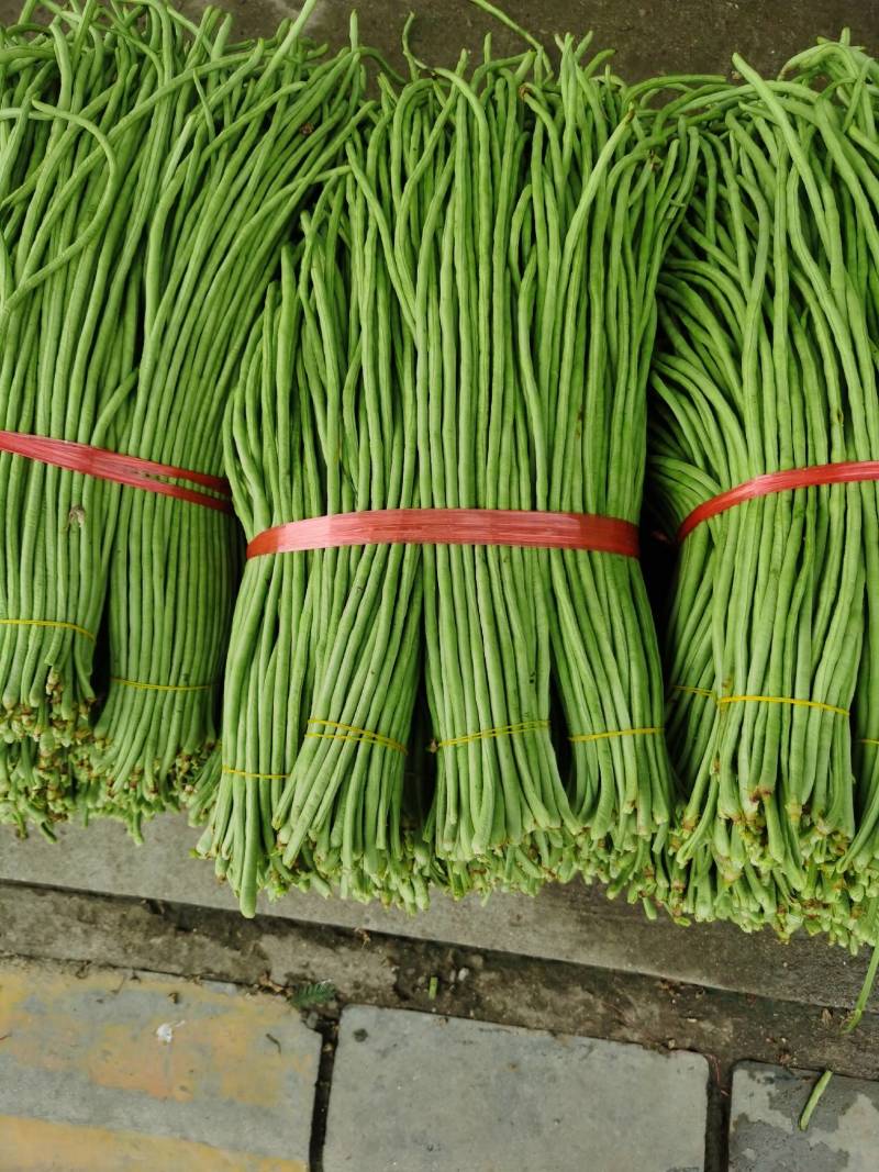 城固豇豆，条直无虫眼，颜色翠绿。50—70公分，现货！