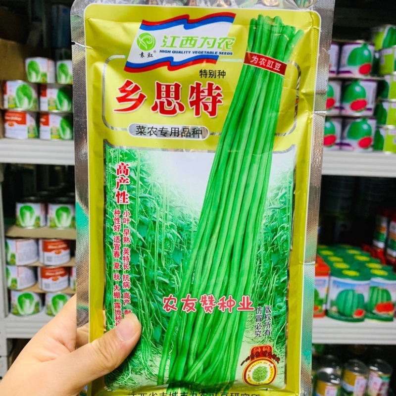 菜农专用品种乡思特豇豆种子高产稳产春夏秋长豆角种子