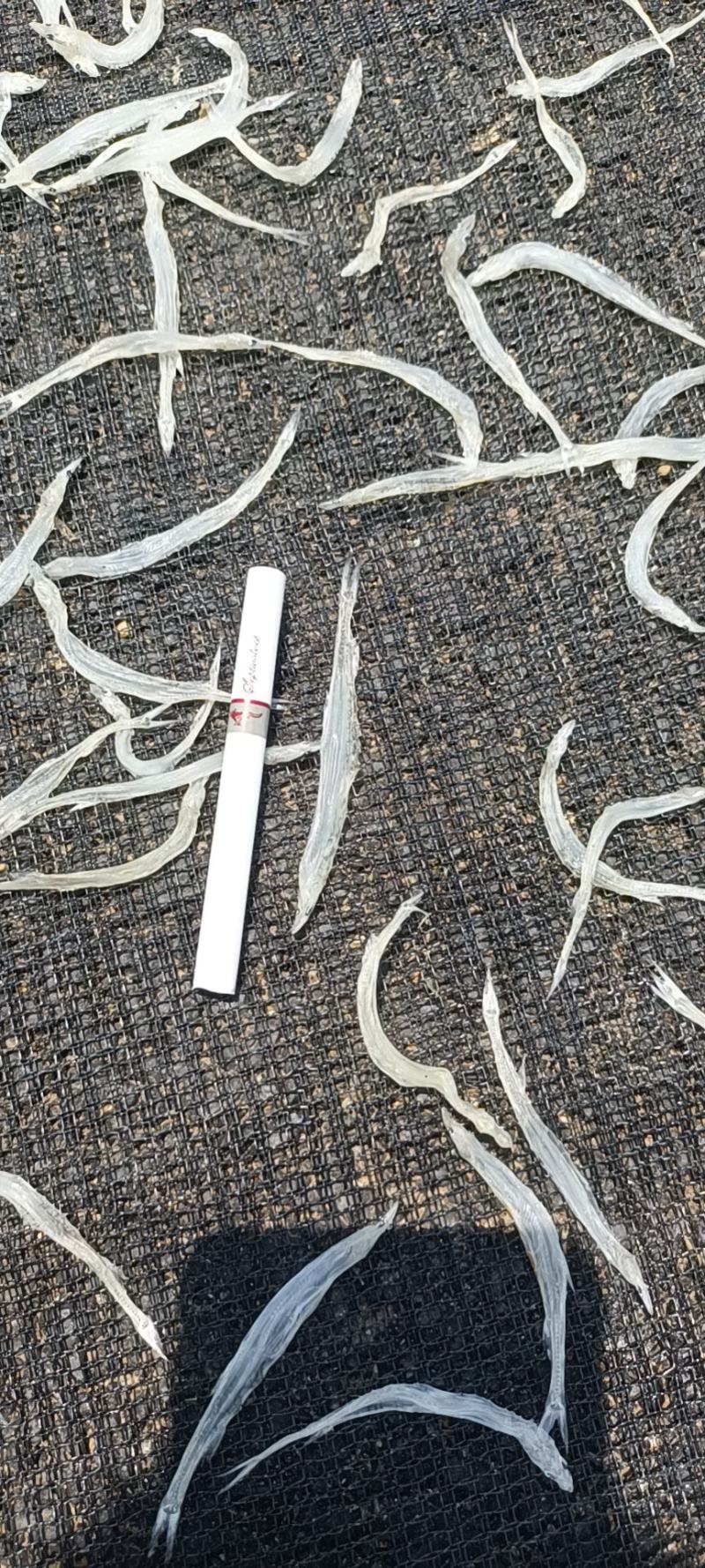 【牛商推荐】银鱼干，基地直发，质量保证，欢迎进店联系