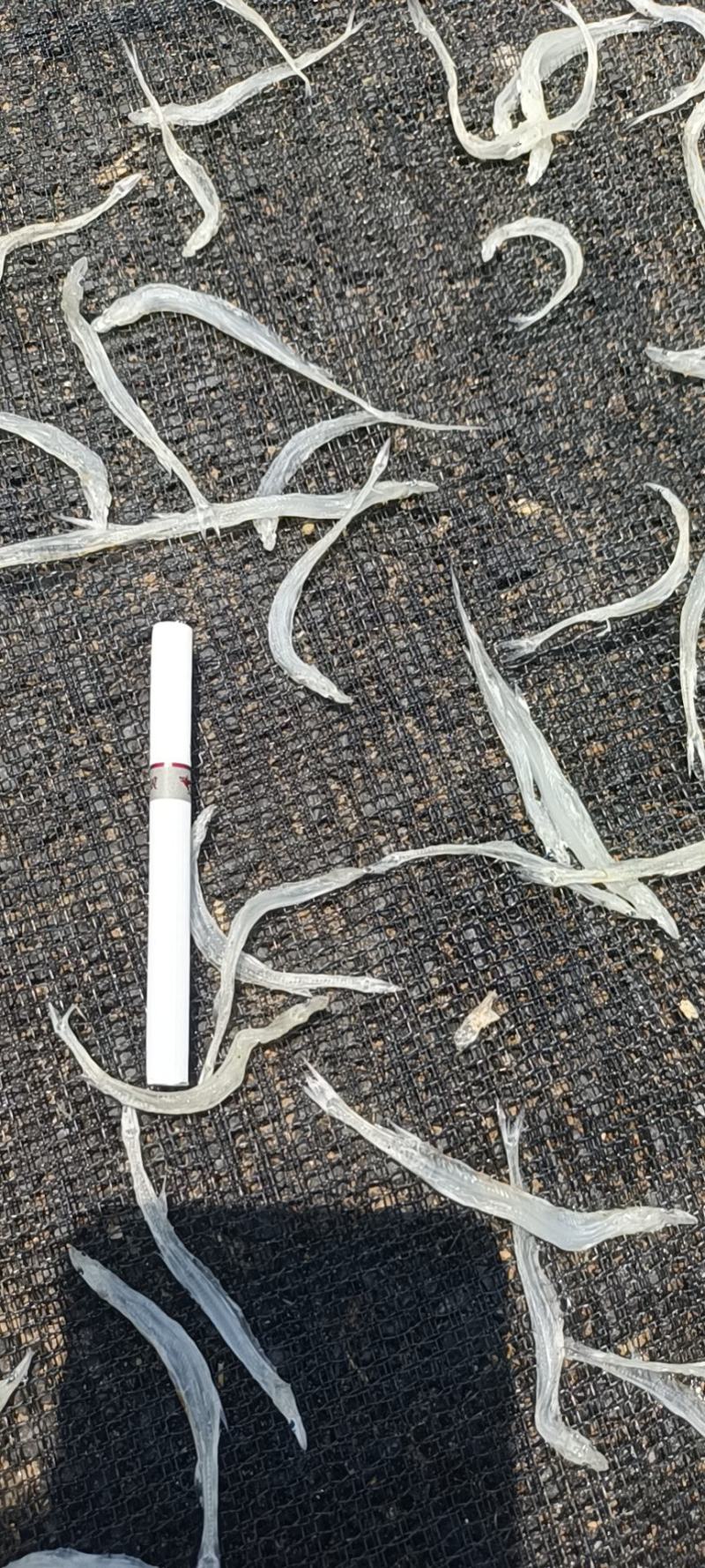 【牛商推荐】银鱼干，基地直发，质量保证，欢迎进店联系