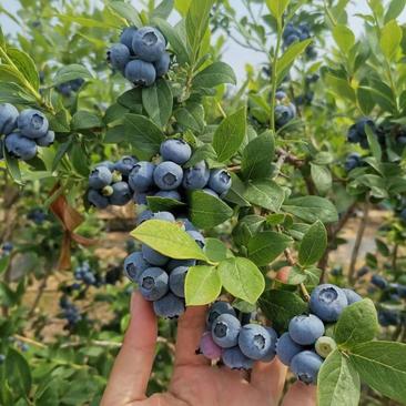 蓝莓上市价格美丽货源充足质量保证口感甜一手货源精品全国各