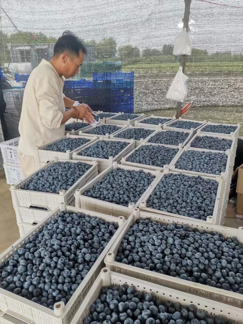 蓝莓上市价格美丽货源充足质量保证口感甜一手货源精品全国各