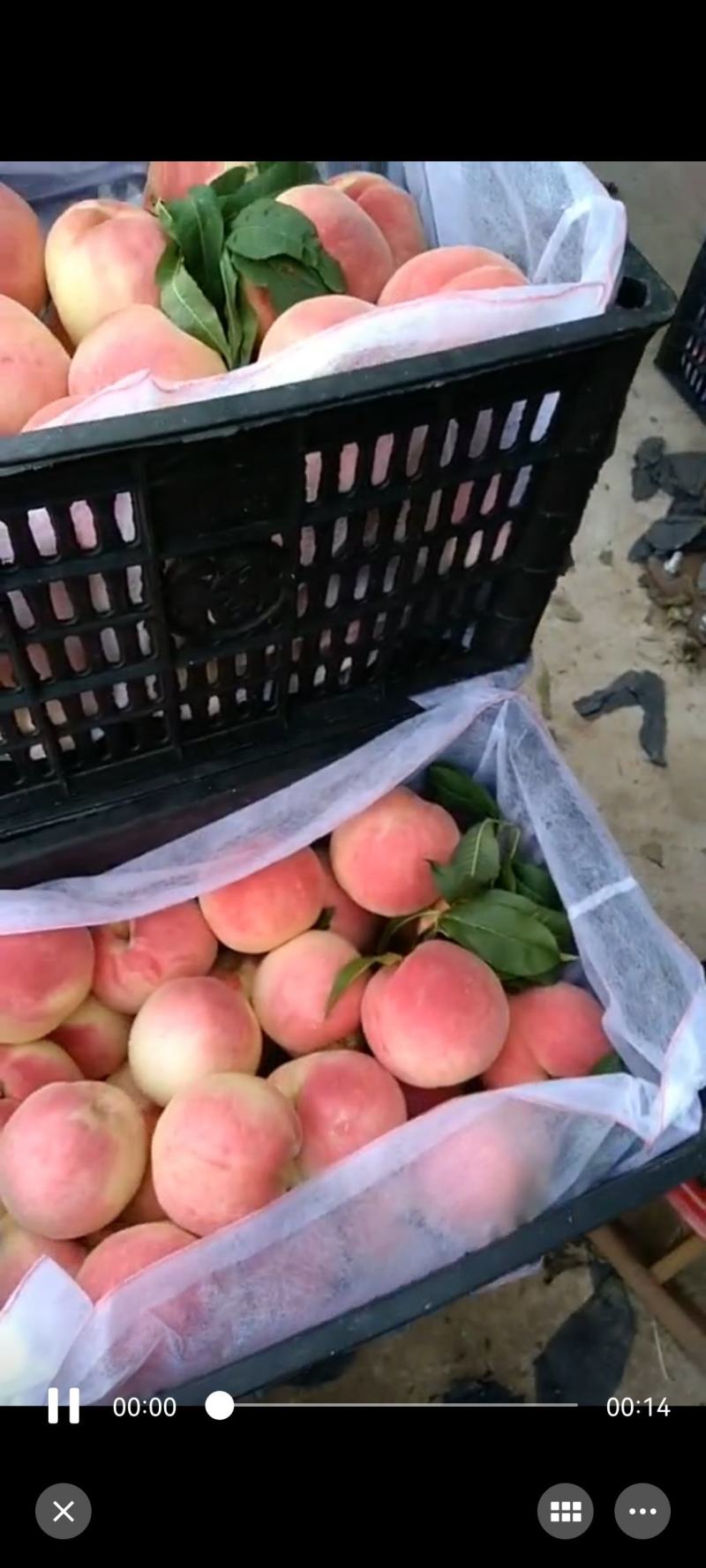 精品突围红桃大量上市，口感脆甜，保证质量！