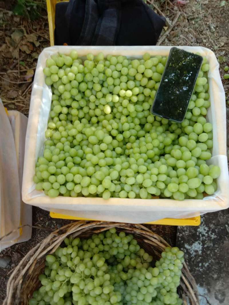 新疆吐鲁番无核白果面干净，无风斑可视频看货