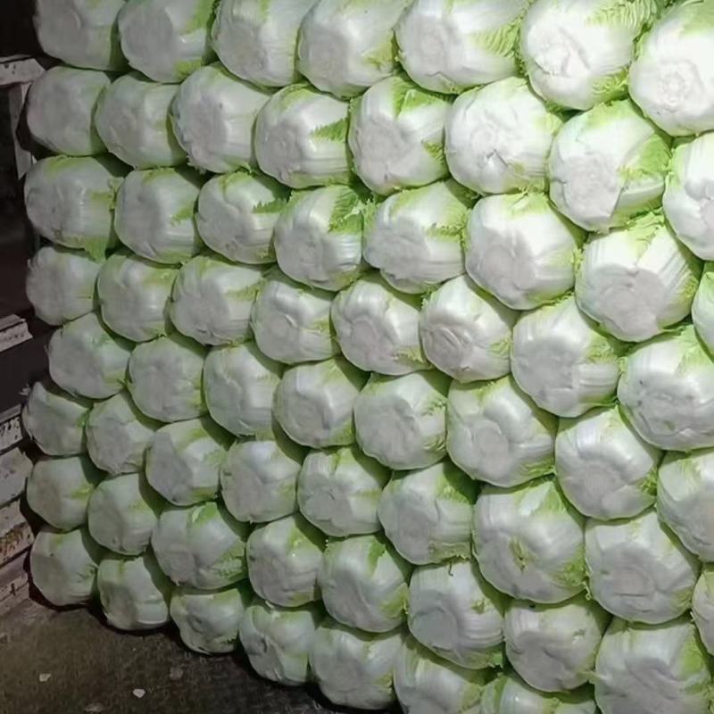 张家口大白菜，黄心白菜一手货源，基地直供，保质保量
