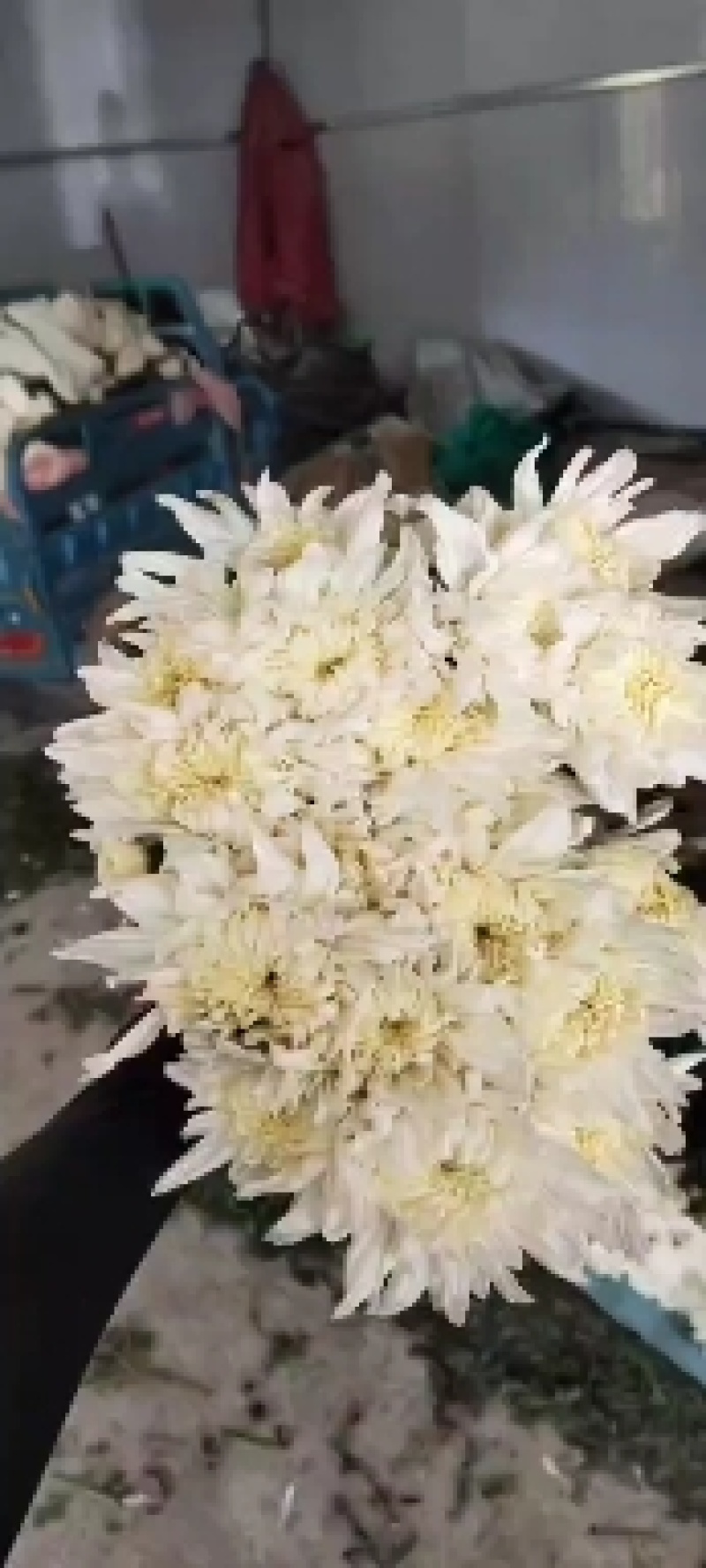 江苏冷棚白菊出货了，保重新鲜，质量上乘，要的老板速度联系