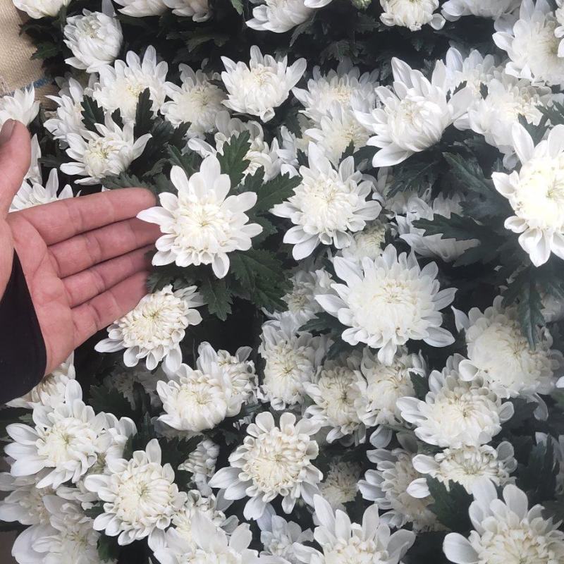 菊花种苗