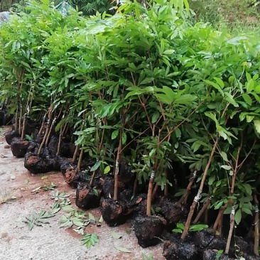 永安-秀水酉阳彭水荔枝苗基地,占地龙眼苗,拆迁桂圆苗批发