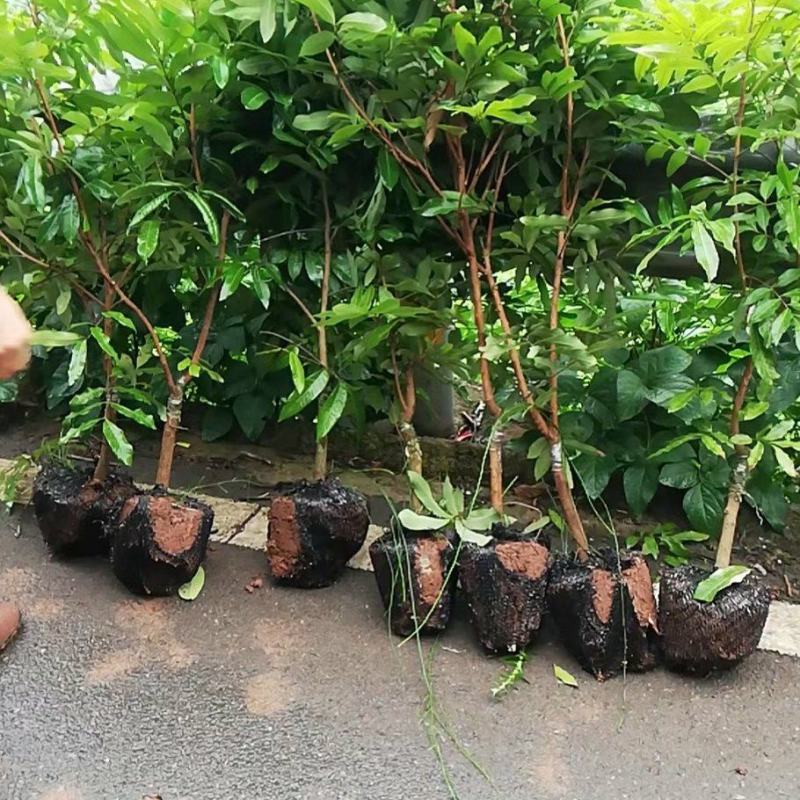 永安-秀水酉阳彭水荔枝苗基地，占地龙眼苗，拆迁桂圆苗批发