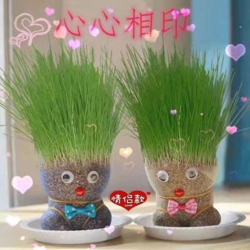 草头植物盆栽长草娃娃室内桌面创意迷你水培绿植儿童幼儿园小