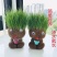 草头植物盆栽长草娃娃室内桌面创意迷你水培绿植儿童幼儿园小