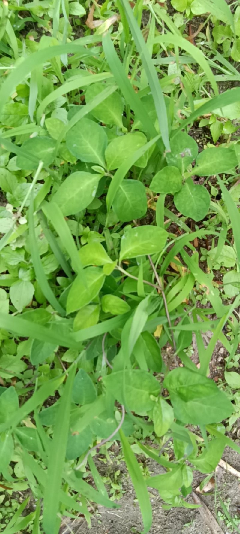 江西野生山货四叶参，奶参，山海磥药食同源根茎都可以入药