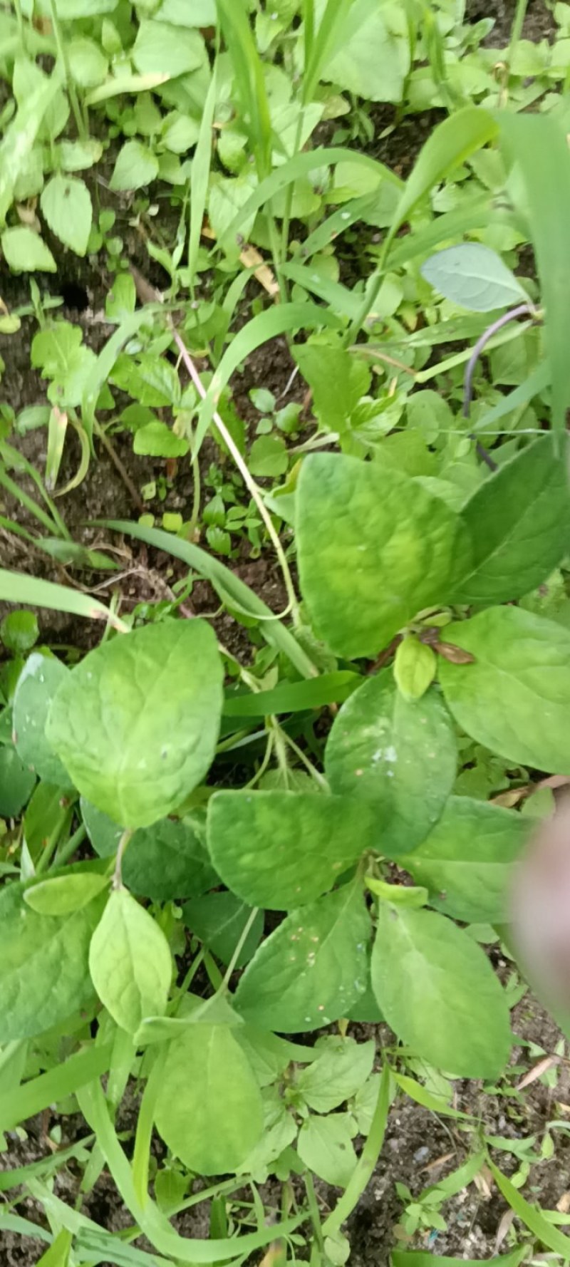 江西野生山货四叶参，奶参，山海磥药食同源根茎都可以入药