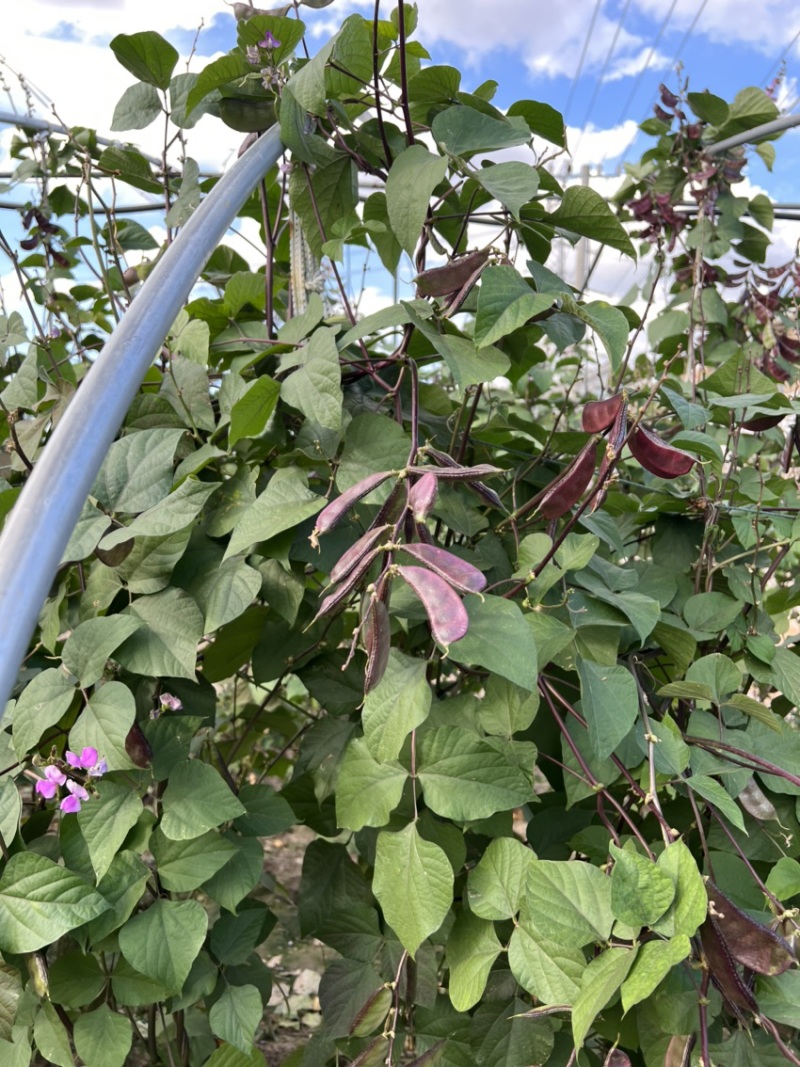 苏州常熟本地红扁豆紫扁豆基地直发当天现采