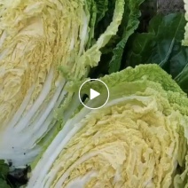 黄心白菜大量货源绿色无公害大棚种植蔬菜大量供应