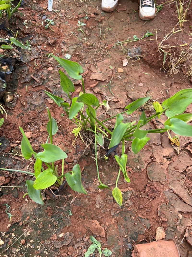 梭鱼草，梭鱼草种植销售，梭鱼草一手货源