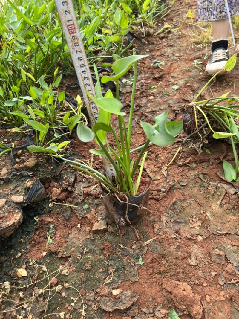 梭鱼草，梭鱼草种植销售，梭鱼草一手货源