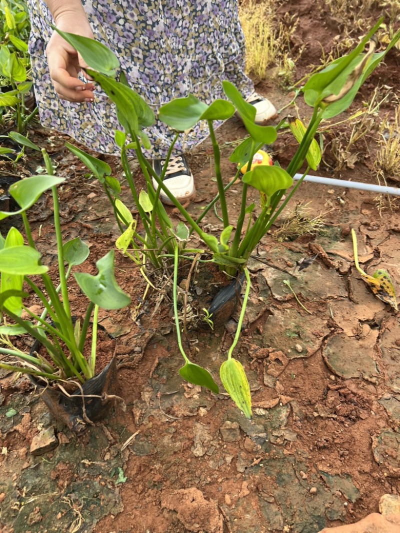 梭鱼草，梭鱼草种植销售，梭鱼草一手货源