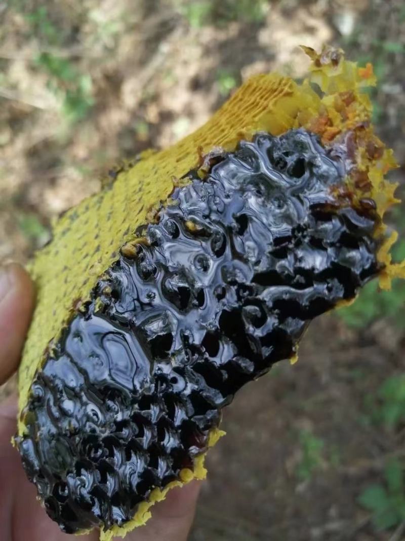 缅甸优质蜂巢黑蜜，可视频看货，产地现发，支持线上保障交易