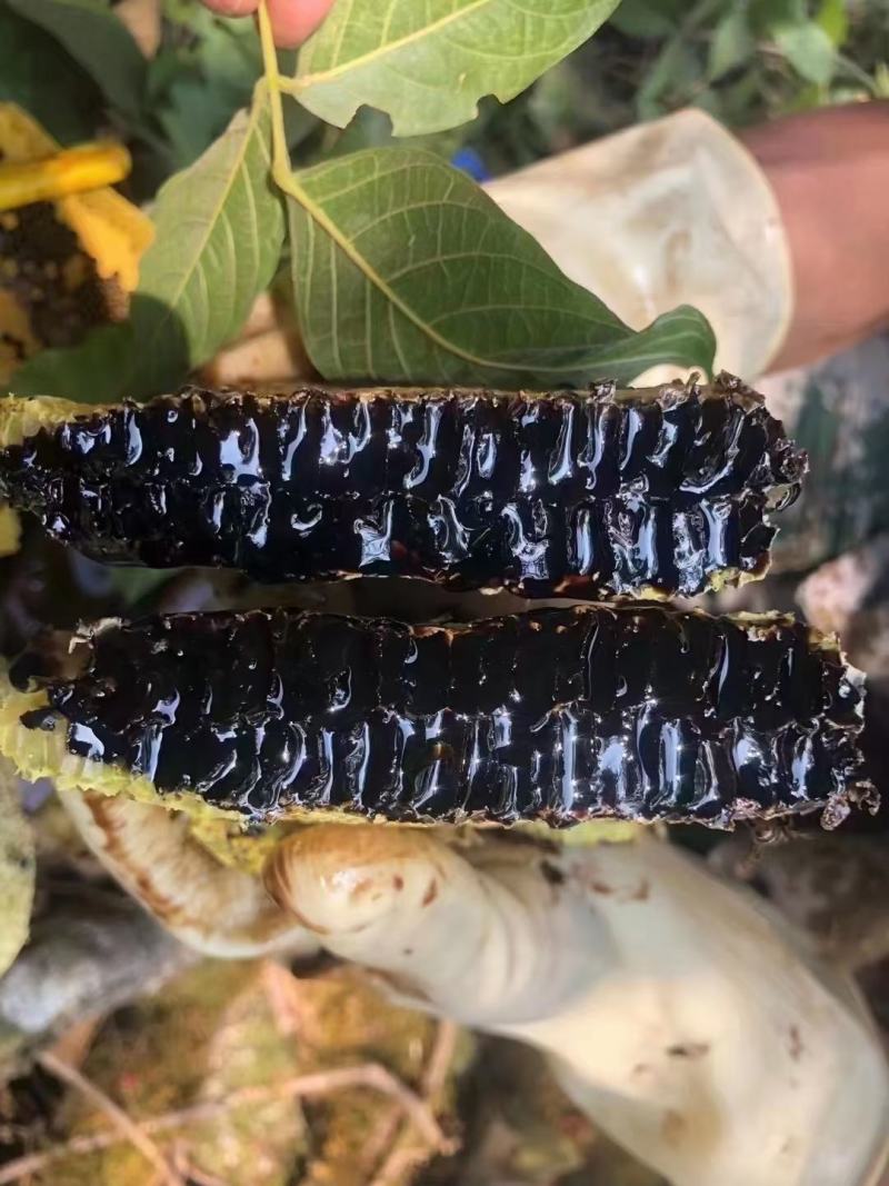 缅甸优质蜂巢黑蜜，可视频看货，产地现发，支持线上保障交易
