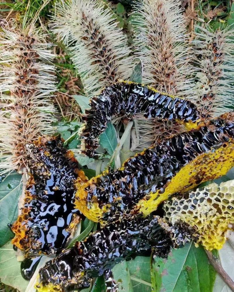 缅甸优质蜂巢黑蜜，可视频看货，产地现发，支持线上保障交易