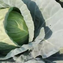 甘蓝卷心菜绿色无公害大棚种植蔬菜产地直发品质保证诚