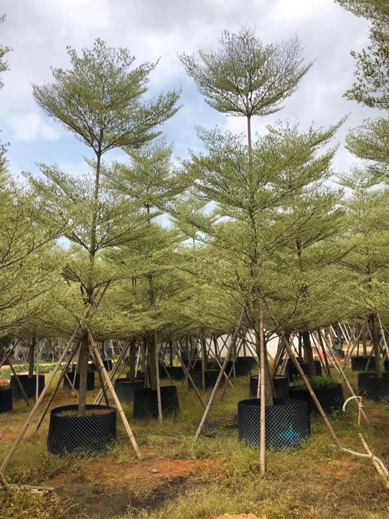 【大量出售】广东优质全冠锦叶榄仁10至15公分有须货充足