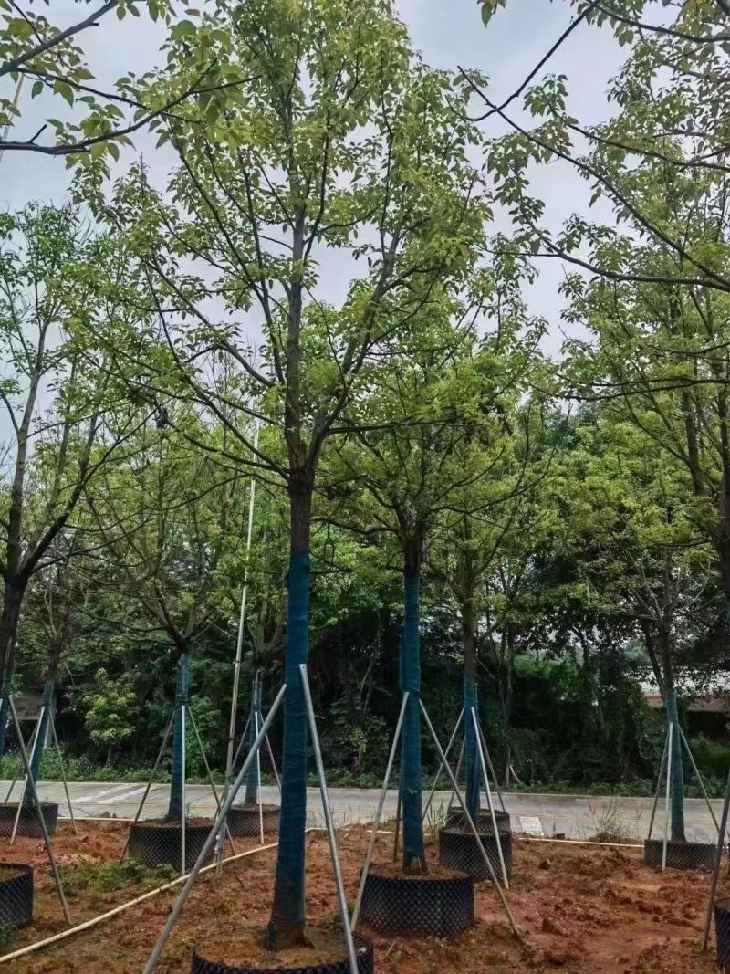 【大量出售】广东优质全冠香樟11至13公分有须货充足