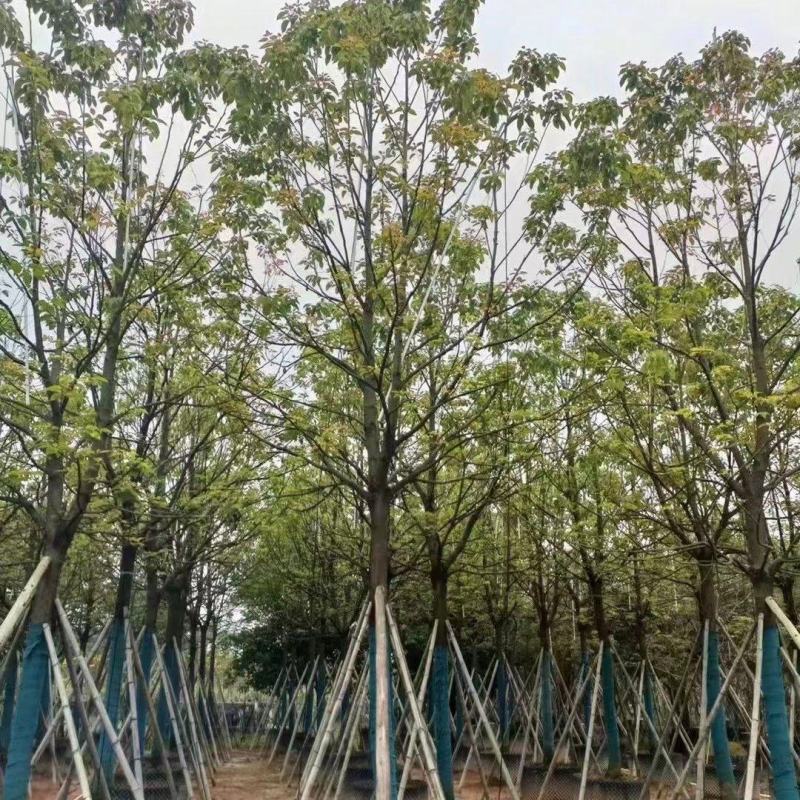 【大量出售】广东优质全冠香樟11至13公分有须货充足