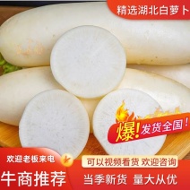【白萝卜】精品萝卜产地直发保质保量欢迎订购