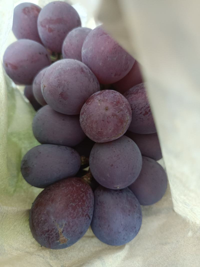 夏黑一星期后预售