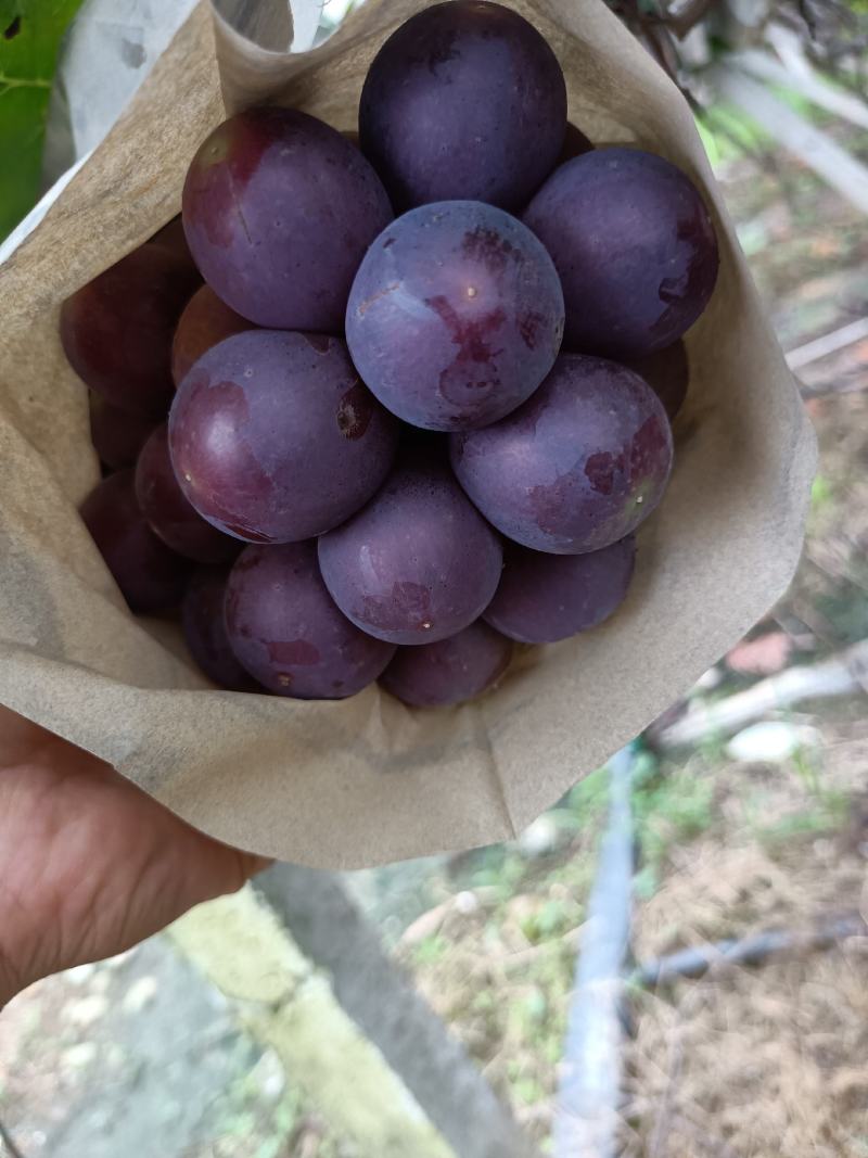 夏黑一星期后预售