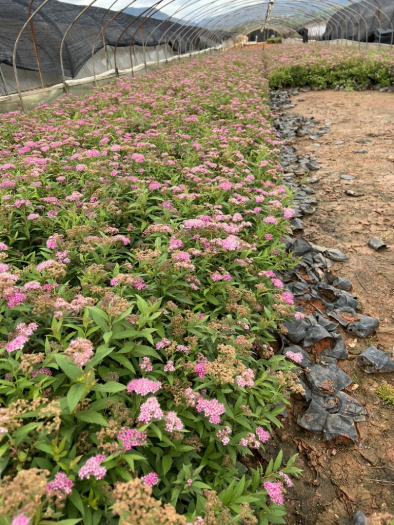 绣线菊，粉花绣线菊，绣线菊一手货源，绣线菊种植销售