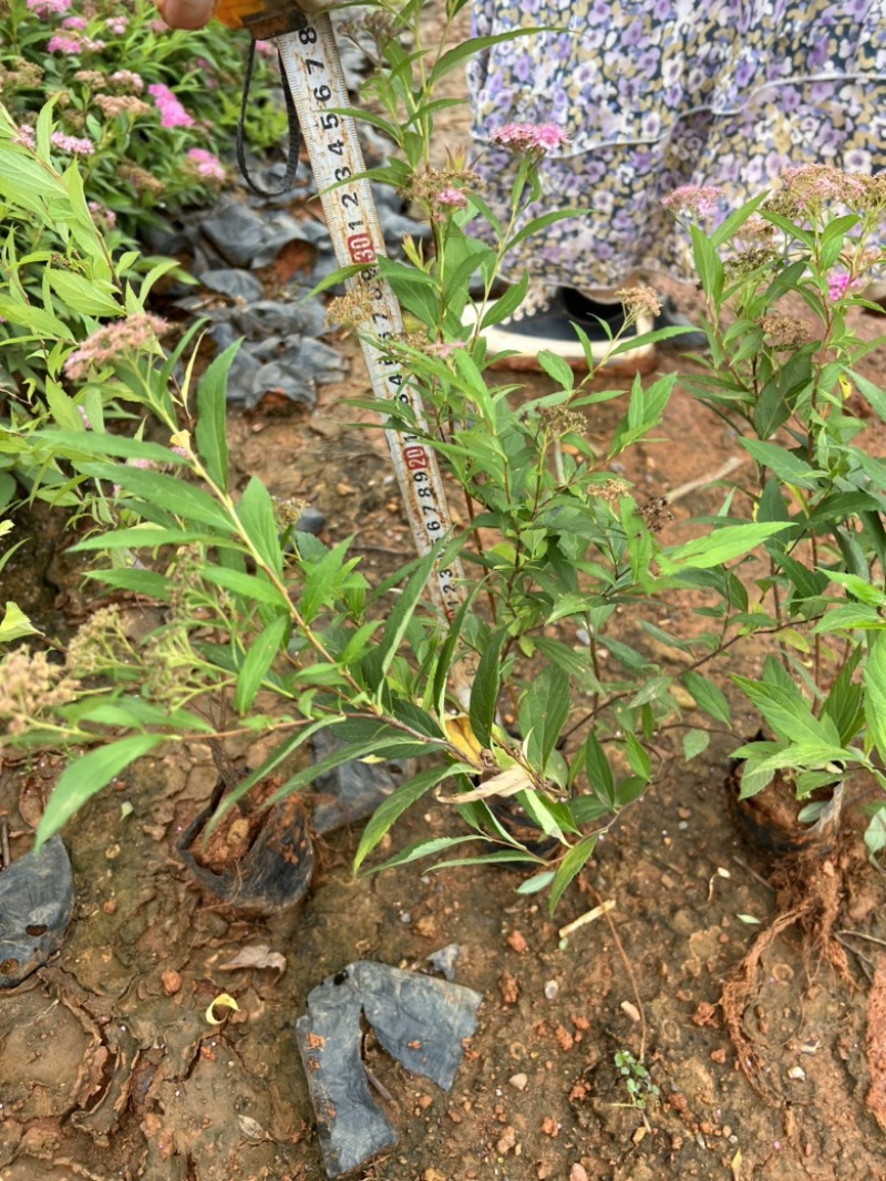 绣线菊，粉花绣线菊，绣线菊一手货源，绣线菊种植销售