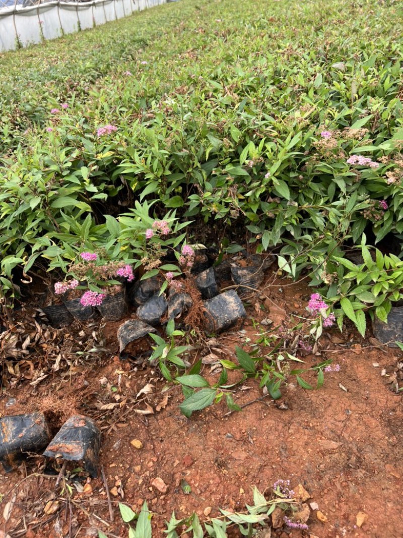 绣线菊，粉花绣线菊，绣线菊一手货源，绣线菊种植销售