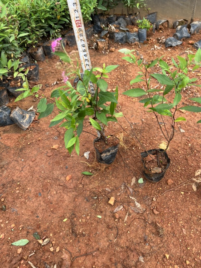 绣线菊，粉花绣线菊，绣线菊一手货源，绣线菊种植销售