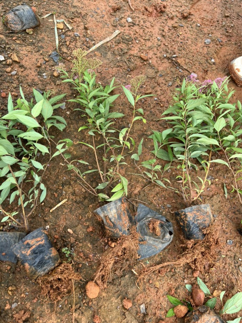绣线菊，粉花绣线菊，绣线菊一手货源，绣线菊种植销售
