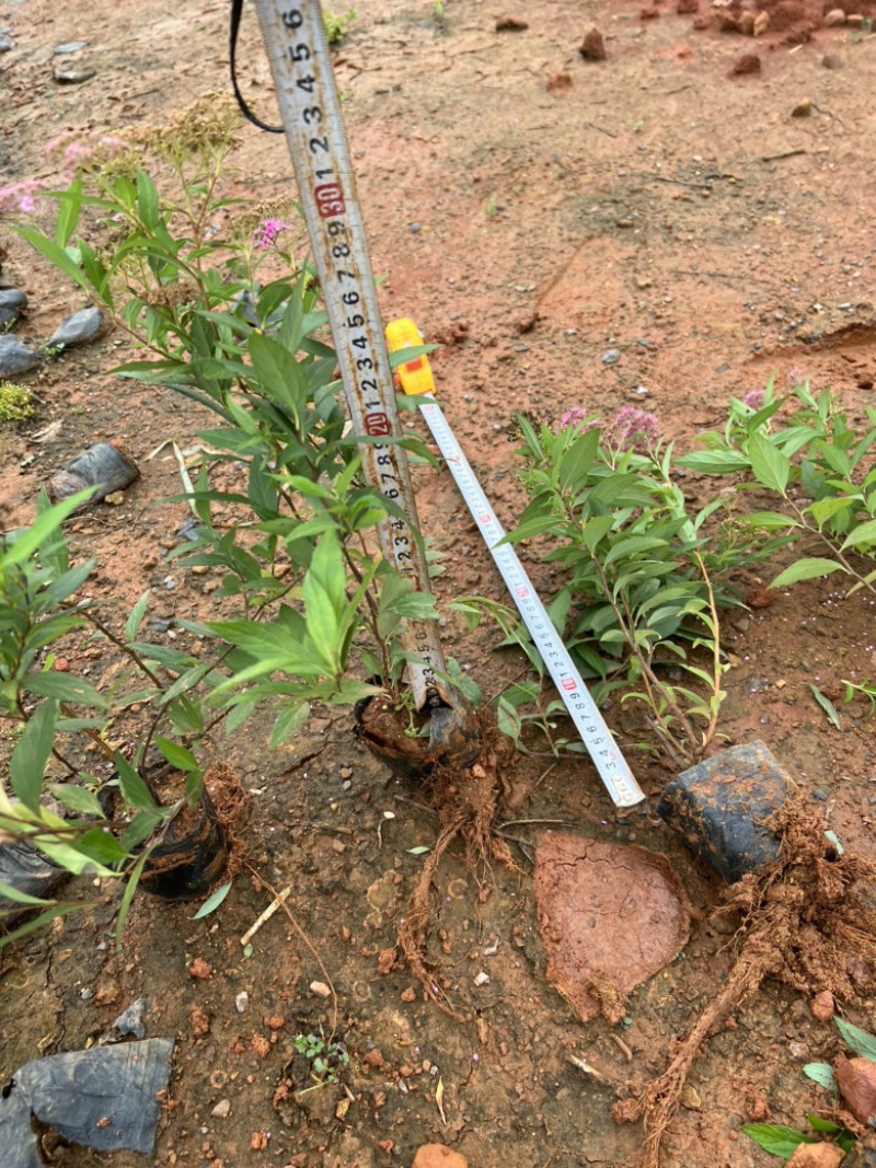 绣线菊，粉花绣线菊，绣线菊一手货源，绣线菊种植销售