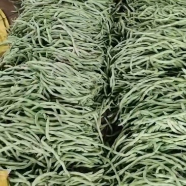 精品热销产地直发现摘现发一手货源弹珠白云豆