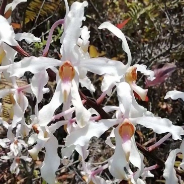 白花拟万代兰白花拟万代兰品种稀有兰花万代兰莲瓣兰荷瓣