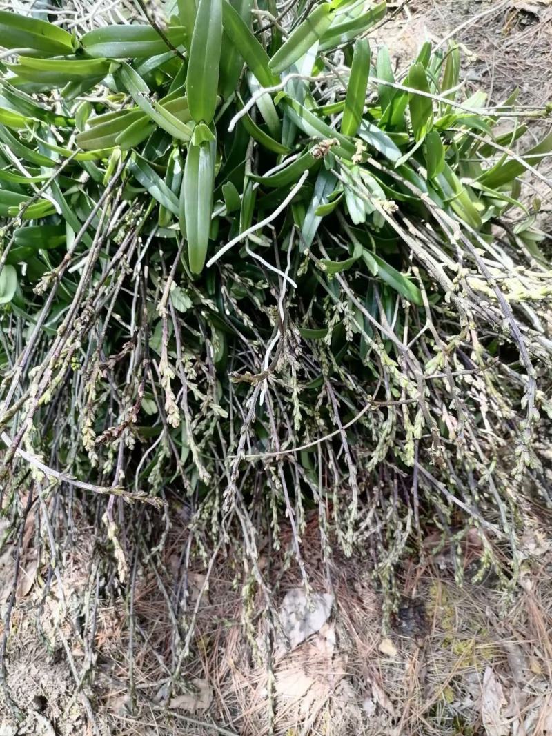 白花拟万代兰白花拟万代兰品种稀有兰花万代兰莲瓣兰荷瓣