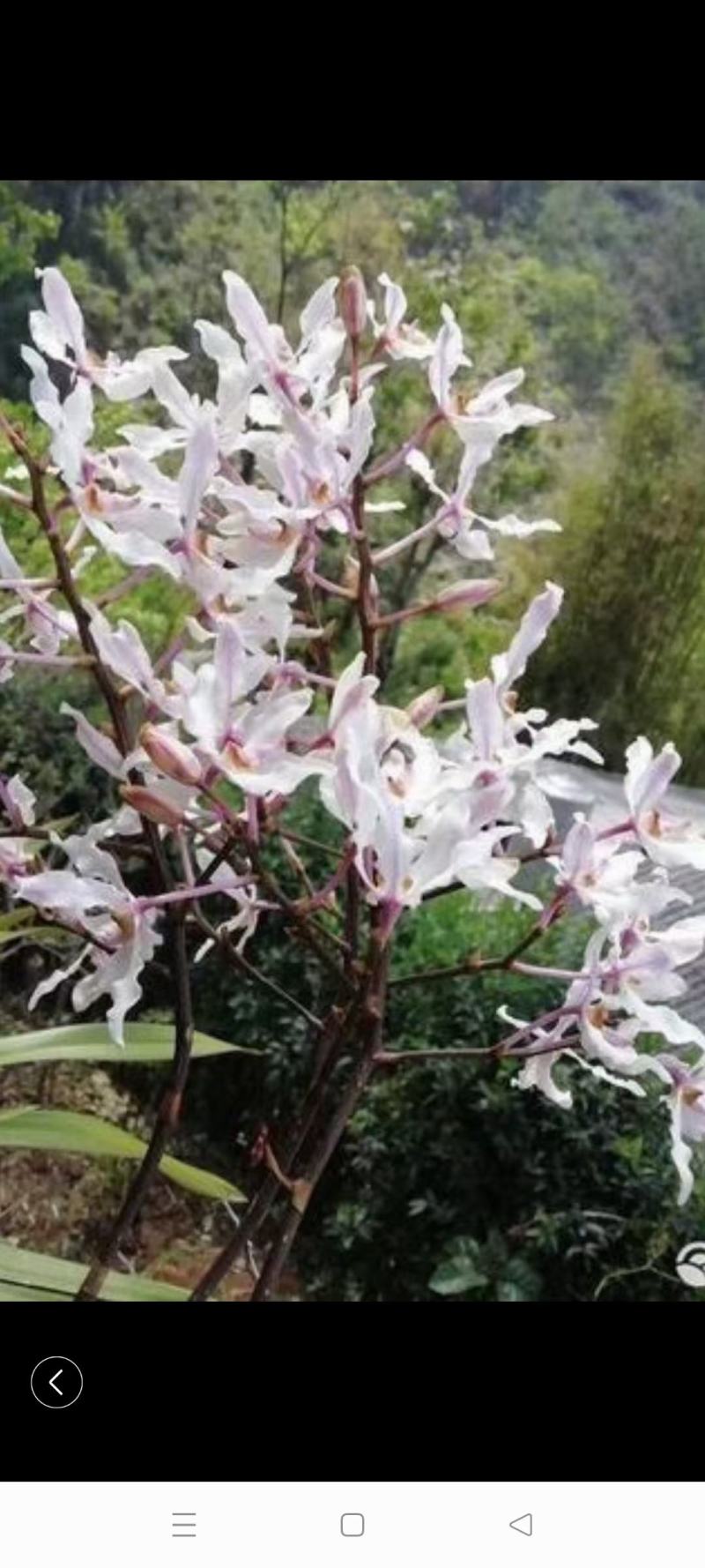 白花拟万代兰白花拟万代兰品种稀有兰花万代兰莲瓣兰荷瓣