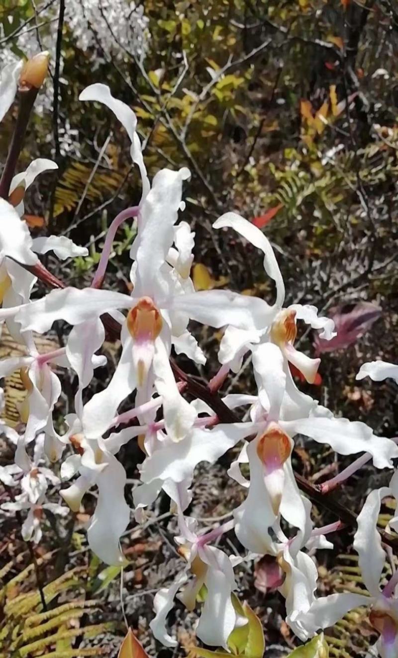 白花拟万代兰白花拟万代兰品种稀有兰花万代兰莲瓣兰荷瓣
