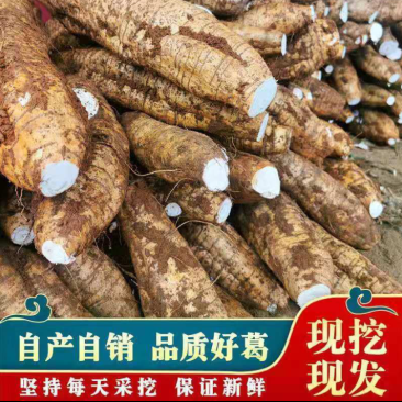 【热销】粉葛人工种植，其特点个大皮薄粉多质嫩无渣味甘