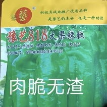 豫艺818泡椒种子中早熟中上部果不易变短抗病粗6厘米微辣