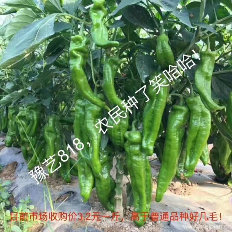 豫艺818泡椒种子中早熟中上部果不易变短抗病粗6厘米微辣