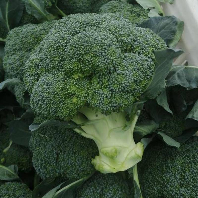 甘肃西兰花定西西兰花新鲜直采西兰花露天种植