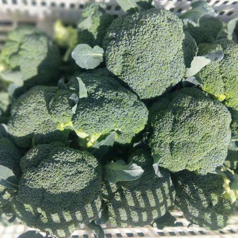 甘肃西兰花定西西兰花新鲜直采西兰花露天种植