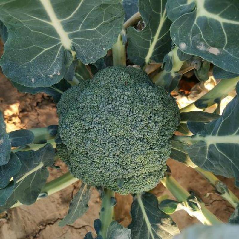 甘肃西兰花定西西兰花新鲜直采西兰花露天种植