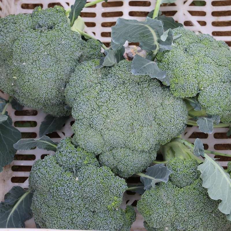 甘肃西兰花定西西兰花新鲜直采西兰花露天种植